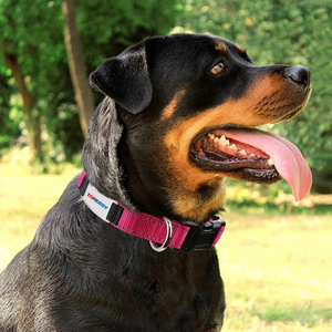 <span class=keywords><strong>Collar</strong></span> personalizado para perro Coast Line Remix, nailon reflectante ajustable con placa de nombre plateada personalizada y cierre de hebilla - Product Image 4