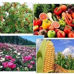 YD-BP <span class=keywords><strong>bacillus</strong></span> <span class=keywords><strong>pumilus</strong></span> vi khuẩn cho nông nghiệp trồng trọt/nuôi trồng thủy sản thức ăn chất phụ gia Hữu Cơ Probiotics - Product Image 4