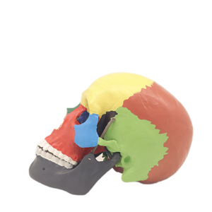 Alta Qualidade OrthoCare Médico PVC Modelo Anatômico Humano PVC 3 Peças 17.5*14.5*17 cm Crânio Modelo de Separação Cromatográfica - Product Image 1