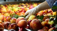 Turnkey fruitjam productielijn complete verwerkingsinstallatie voor aardbeien-, mango- en bosbessenjam met tube-in-tube UHT-sterilisator