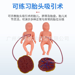Modèle de formation complète aux compétences d'accouchement avancées, Modèle d'accouchement, Modèle fœtal, Formation complète aux compétences d'accouchement - Product Image 5