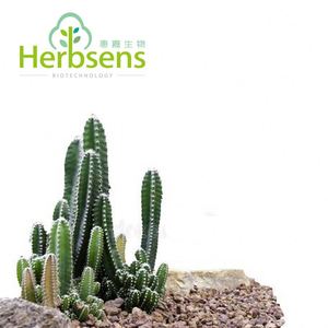 さまざまな製品で使用するための多用途のサンペドロサボテン Alibaba Com