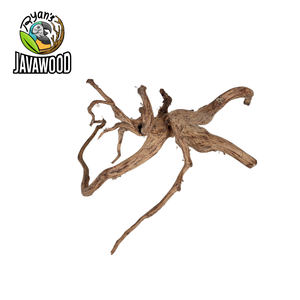 เครื่องประดับธรรมชาติและของตกแต่ง Aquascape แมงมุมไม้และไม้เนื้อแข็ง ALTINGIA EXCELSA ต้นฉบับจากอินโดนีเซีย - Product Image 4