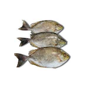 ห่ออาหารทะเลสดแช่แข็งทั้งหมดของเวียดนามจับได้ - Product Image 5