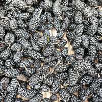 Mûres séchées en vrac de Sichuan Panzhihua, emballage en boîte, grande quantité, réduction, durée de conservation de 12 mois