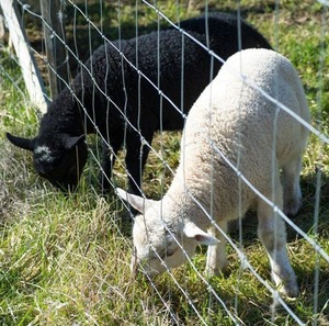 Clôture de champ en fer galvanisé pour le bétail et les cerfs avec grillage métallique et service de modélisation 3D - Product Image 2