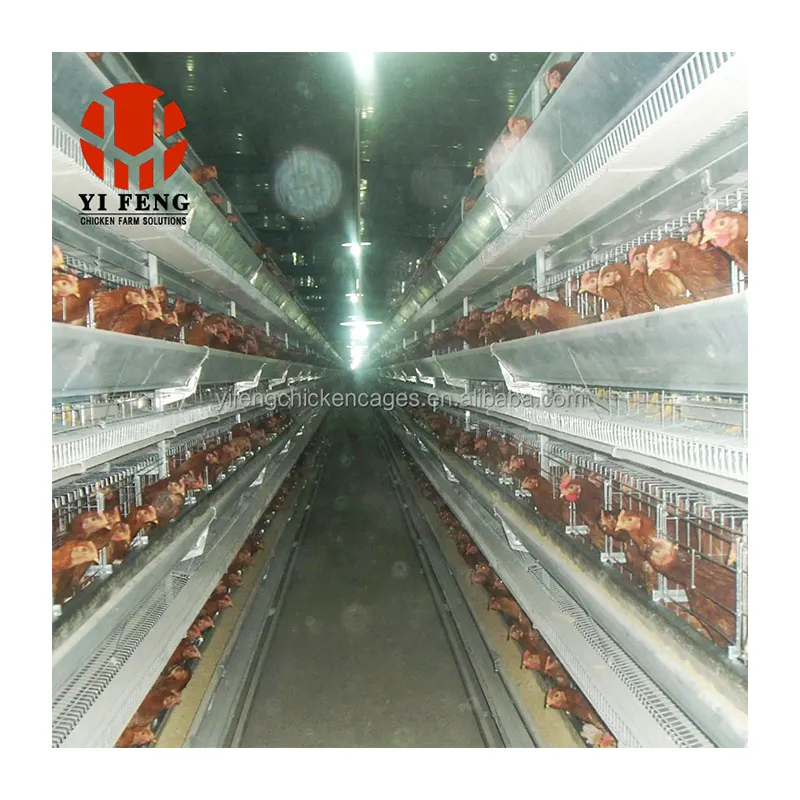 H Type Automatic Broiler Chicken Cage System With Feeding Trough For Commercial Broiler