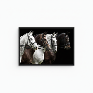 Elegant White and Brown Horse Portrait <b>Canvas</b> Wall Art Print,BLACK <b>FRAMED</b> <b>CANVAS</b> - Product Image 2