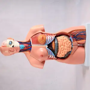 Torso Simulator ADA-A1047 Medical Science 42cm/18 Parts Human Asexual Torso Model Anatomical Training Model