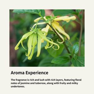 100% Minyak Esensial Ylang Ylang Alami Aromaterapi Afrodisiak Pijat Romantis Perawatan Wajah Wanita Ramah Kulit Semua Jenis Kulit - Product Image 3
