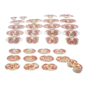 Modelo de Sección Transversal del Torso Femenino, <span class=keywords><strong>Anatomía</strong></span> <span class=keywords><strong>Seccional</strong></span> - Product Image 1