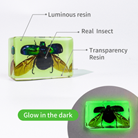 Taxidermie Creative New Lumineux Ambre Insecte Réel Insecte Artisanat Résine Spécimen Rouge Bugs Glowing Spécimen
