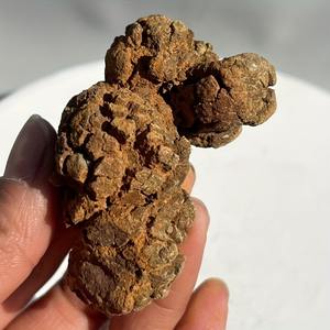 Décoration en pierre de caca de dinosaure réaliste en gros, pierres naturelles de guérison cristalline pour une décoration intérieure unique et des cadeaux de vacances - Product Image 2