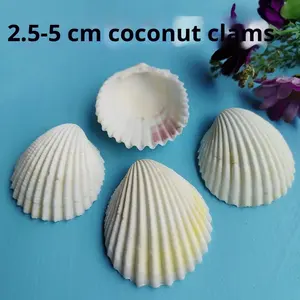 天然ホワイトシェルDIY手作り絵画グラフィティオーシャンスタイルウォールステッカーハワイアンビッグホワイトファンシェル卸売 - Product Image 3