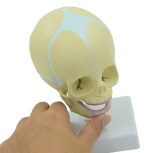 Modelo de cabeza fetal de 30 semanas de gestación DARHMMY con base para ciencia médica - Product Image 3