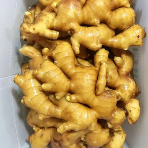 Bumbu panas jahe segar organik kualitas tinggi tersedia Harga murah dengan berbagai jumlah - Product Image 1