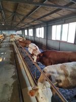 Prémélanges alimentaires OEM de qualité animale Économies sur les coûts d'élevage des bovins et des moutons
