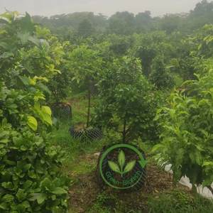 100% Pure <span class=keywords><strong>Miracle</strong></span> Berry Poudre Miraculous Berry - Product Image 6