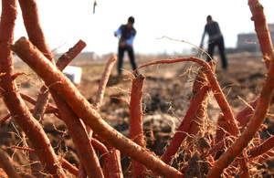 สารสกัดจากสมุนไพรซาลเวีย มิลติโอไรซ่า แทนชิโนน ไอบีเอ 10% ซาลเวียโนลิก แอซิด บี เกรดอาหาร โพลีฟีนอล สารสกัดจากสมุนไพรชนิดผง บรรจุสุญญากาศ - Product Image 5