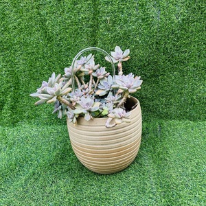 Cây trồng trong nhà trong suốt cây leo được hỗ trợ bởi <span class=keywords><strong>trellises</strong></span> Ivy hình chữ U Acrylic <span class=keywords><strong>trellises</strong></span> với <span class=keywords><strong>trellises</strong></span> trong chậu - Product Image 6