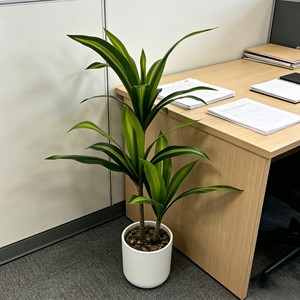 Lifelike Elegant Potted <b>Artificial</b> Cornstalk Dracaena with full lush leaves for office living room balcony green landscape inter - Product Image 6