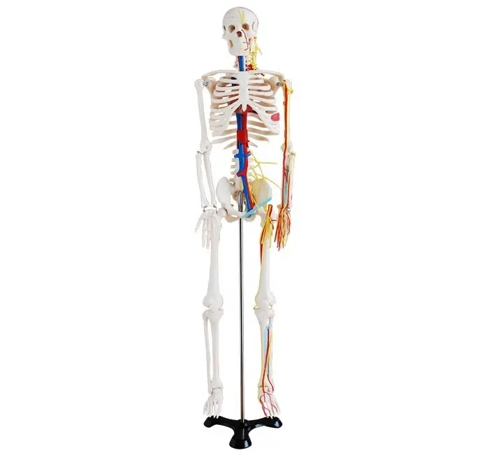 Medizinische Lehre Kunststoff Skeleton Modell 85cm groß Menschliches Skelett Modell Nerven und Blutgefäße