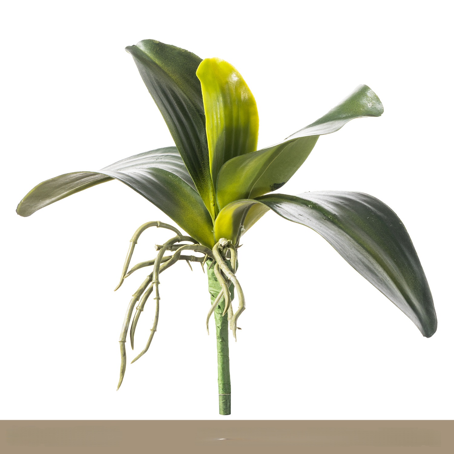 B03 Feuilles d'orchidées
