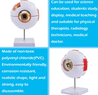 Modelo Anatómico del Ojo Humano Ampliado 6 Veces para la Educación Científica, Estudio de los Estudiantes, Exhibición, Enseñanza Médica, CE/ISO