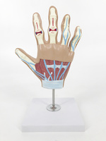 Modèle anatomique de main pour l'arthrite rhumatoïde et l'arthrose - Modèle articulaire scientifique médical avec squelette en PVC