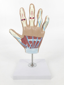 Modelo Anatómico <span class=keywords><strong>de</strong></span> Mano para Artritis Reumatoide y Osteoartritis - Modelo <span class=keywords><strong>de</strong></span> Articulación para Ciencias Médicas con <span class=keywords><strong>Esqueleto</strong></span> <span class=keywords><strong>de</strong></span> PVC - Product Image 3