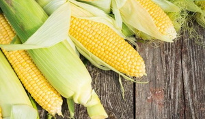 Крупные партии zein, порошок кукурузного белка zein - Product Image 2