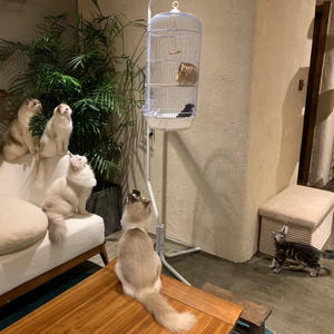 Yoellen товары по оптовым ценам, европейские стиль вокруг дизайна Роскошные 74 см высота ПЭТ Канарские какапо металла для разведения птиц коробка клетки - Product Image 6