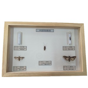 Nuisibles agricoles ; spécimens séchés de parasites du blé ; larves de liminodes ; larves de liminodes de la betterave ; spécimens pédagogiques d'insectes. - Product Image 5