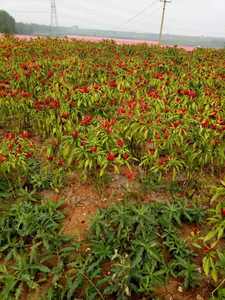 Bhut jolokia مسحوق ، سحق كامل - Product Image 4