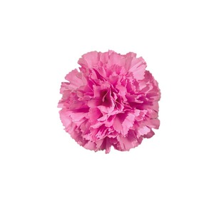 Cabeza de Flor de Carnation Artificial de Seda para Manualidades, Accesorio para el Cabello, Decoración para Fotografía de Bodas - Product Image 5