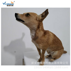 Taxiderm Manufacturers, Dog Taxidermization, Dog Simulation Taxiderm, Pet <b>Animal</b> Taxiderm, Taxiderm for Herbarium Exhibition - Product Image 4