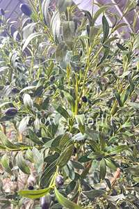 Personnalisé 10 pieds à feuilles persistantes géant méditerranéen olivier sur mesure faux fruits artificiels pour la décoration de l'hôtel pour l'obtention du diplôme - Product Image 4