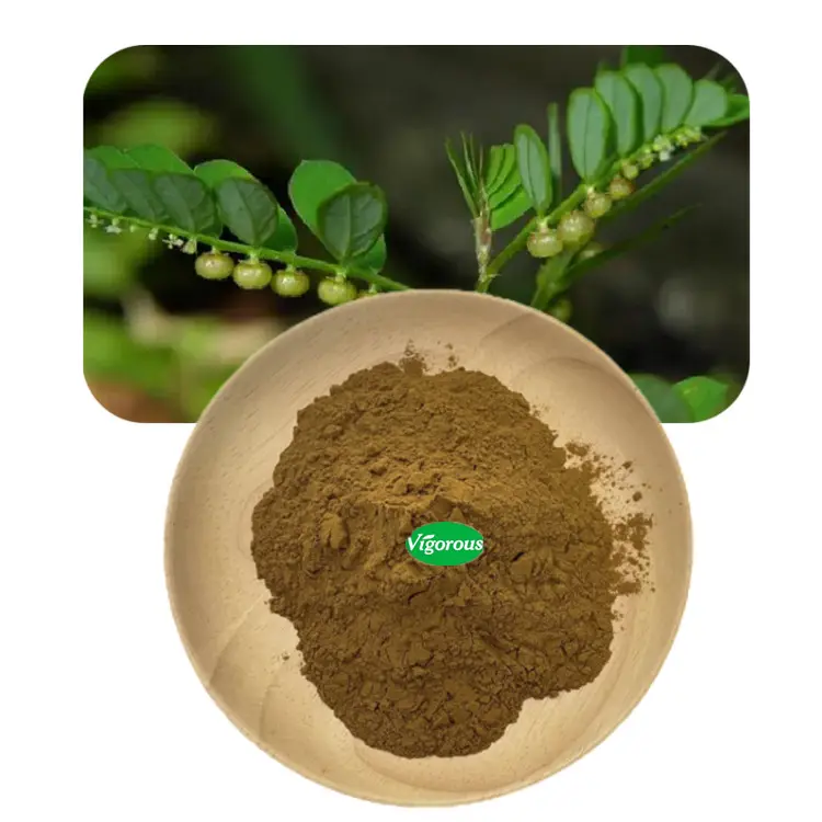 Pure natural high quality phyllanthus niruri extract