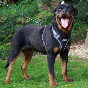 Amazon 2024 New Reflective Oxford meistverkaufte Hundeprodukte, kein Ziehen Hund Abenteuer Geschirr Frontclip schwerlast - Product Image 3