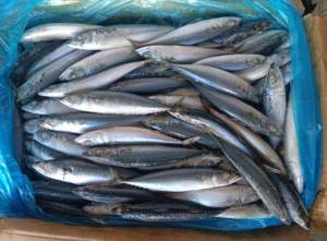 X1137 Novo Frozen Pacific Cavala Peixe Fabricante Congelado Chub Cavala Preço de Fábrica Pacific Cavala 150-200g - Product Image 3