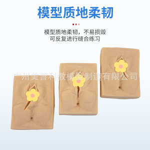 Modèle de pratique de suture vulvaire pour la spécialité d'obstétrique et gynécologie, module de formation aux compétences de suture périnéale, obstétrique et - Product Image 2