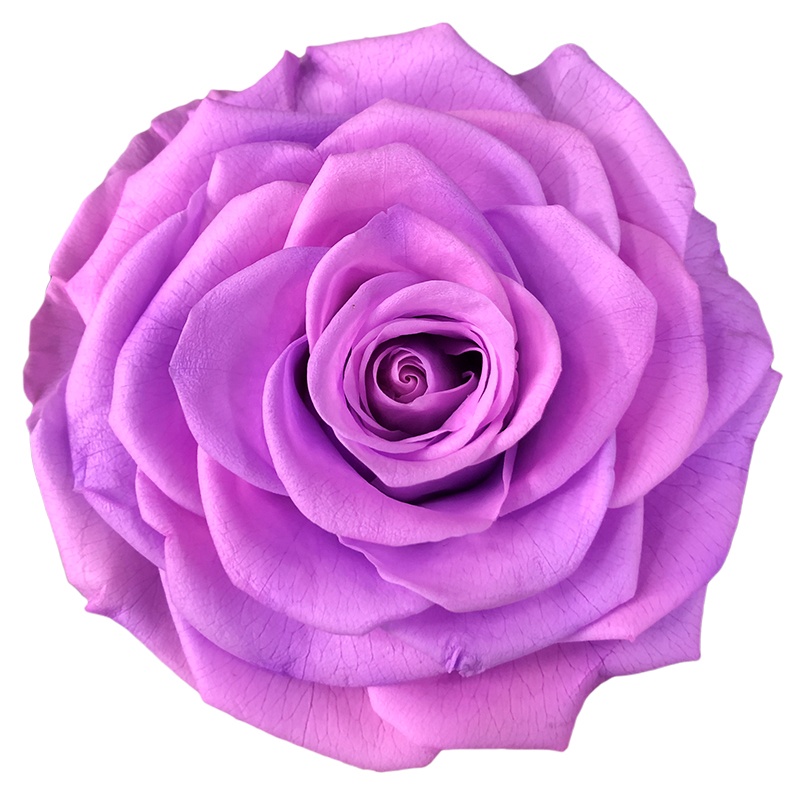 Pink Purple