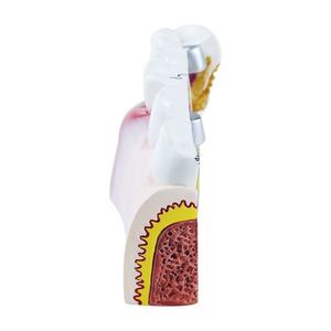 Modelo de Entrenamiento Dental 1.5X para Coronas y Cavidades, Simulador de Anatomía Dental para Preparación, Restauración y Enseñanza - Product Image 3
