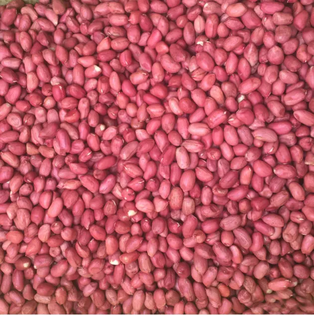 Kacang Curah Cina Tanpa Kerang 100% Kacang Mentah Alami Harga Kulit Merah