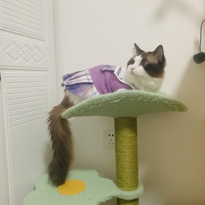 Pet <b>Cats</b> Jk Princess Dress Plaid Acrylic Fiber Cute Skirt Spring Autumn Small Pet <b>Clothes</b> - Product Image 1