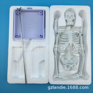 Modèle de squelette humain de 45 cm, modèle de colonne vertébrale humaine, modèle de vertèbres, modèle d'échantillon de crâne de squelette - Product Image 5