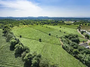 Groothandel Chinese Groene Thee Waaieren Voor Theezakjes Stekken Gebroken Blad Groene Thee