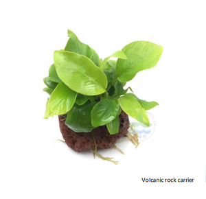 <span class=keywords><strong>Real</strong></span> Minibus Rongping <span class=keywords><strong>Aquarium</strong></span> Planten Voor Bloem Decoratie <span class=keywords><strong>Aquarium</strong></span> Decoratie - Product Image 6