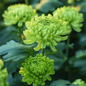 Origine des fleurs de chrysanthèmes vibrantes, idéales pour la décoration des jardins et des cours, et la décoration extérieure - Product Image 5