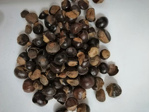 22% polvo de extracto de semillas de <span class=keywords><strong>Guana</strong></span> guaraná aditivos de bebidas funcionales solubles en agua - Product Image 3